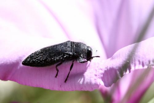 Acmaeodera cylindrica